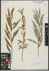 Foto von Salix alba L.